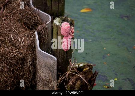 Gekannter Apfelnagel auf Holz Stockfoto