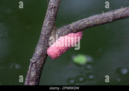 Gekannter Apfelnagel auf Holz Stockfoto