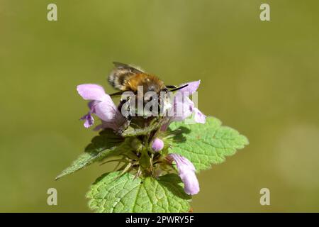 Nahaufnahme der haarigen Blumenbiene (Anthophora plumipes) auf roter, toter, lilafarbener, toter, violetter Erzengel (Lamium purpureum). Familie Lamiaceae. Stockfoto