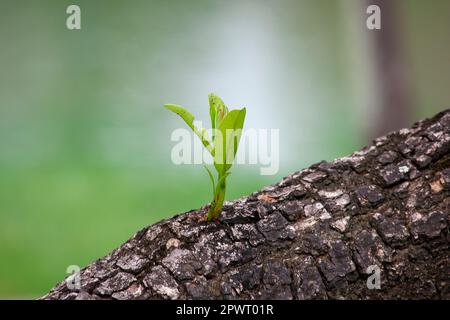 Blattsprossen wachsen aus Baumstämmen. Stockfoto