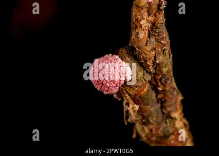 Gekannter Apfelnagel auf Holz Stockfoto