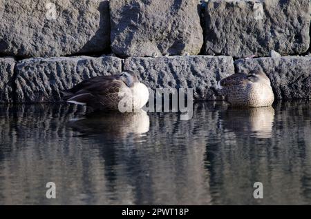 Weibliche Garganey Spatula querquedula schlafend. Hamarikyu Gardens. Tokio. Japan. Stockfoto