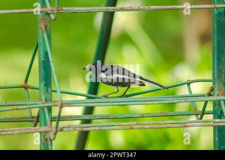 Orientalische Elster robin am Zaun Stockfoto