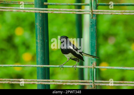 Orientalische Elster robin am Zaun Stockfoto