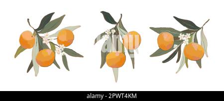 Satz orangefarbener Äste. Handgezeichnete Mandarinen mit reifen Früchten, Blättern und Blumen auf weißem Hintergrund. Vektordarstellung Stock Vektor