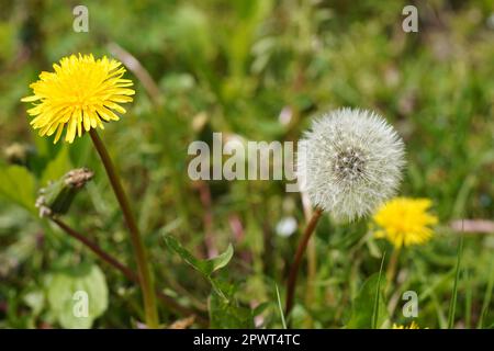 Löwenzahn (taraxacum officinale), Blüten und reife Früchte (Löwenzahn Samenkopf), Dresden, Sachsen, Deutschland. Stockfoto