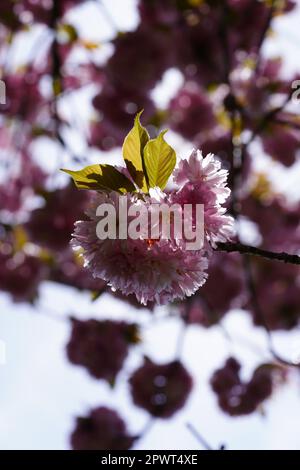 Blühende Kirsche (Prunus serrulata) in voller Blüte, Dresden, Sachsen, Deutschland. Stockfoto