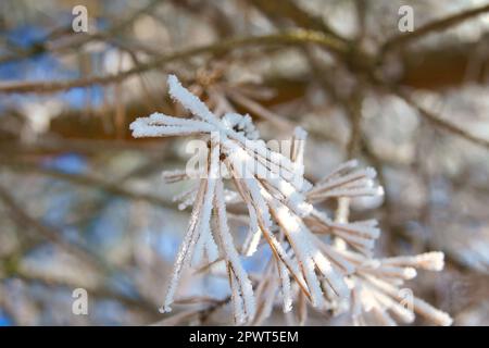 Eiskristalle bilden sich auf Ästen und frieren in alle Richtungen ein. Es wurde eine reichlich strukturierte und bizarre Form geschaffen. Winteraufnahme aus der Natur Stockfoto