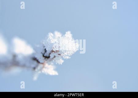 Eiskristalle bilden sich auf Ästen und frieren in alle Richtungen ein. Es wurde eine reichlich strukturierte und bizarre Form geschaffen. Winteraufnahme aus der Natur Stockfoto