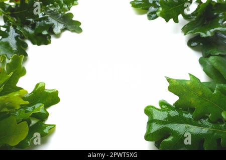 Rahmen aus nassen Eichenblättern und -Zweigen. Weißer Hintergrund in der Mitte, freier Platz für Text. Kopien speichern. Thema Ökologie, Frühling, grüne Wirtschaft Stockfoto