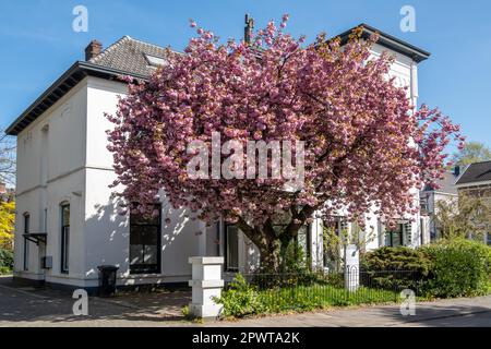 Japanischer Kirschbaum, Prunus serrulata 'Kanzan', blühend mit rosa Blumen im Vorgarten der abgelegenen Villa, Hilversum, Niederlande Stockfoto