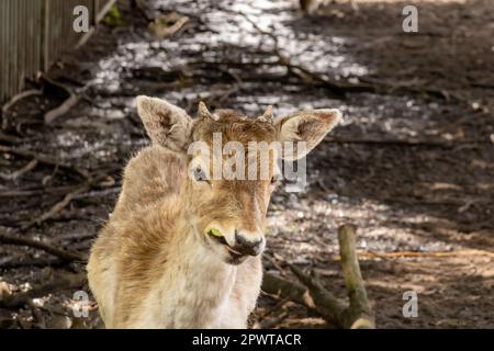 Damhirsch, Dama dama, Feen, junger Mann mit Geweihknöpfen, der im Wildpark isst, Hilversum, Niederlande Stockfoto