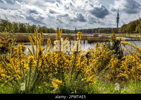 Gorse, Ulex europaeus, blühender Strauß mit gelben Blumen in Zanderij Crailo, Hilversum, Niederlande Stockfoto