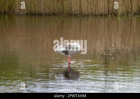 Graugans, Anser anser, steht im flachen Wasser und putzt seine Federn im Naturschutzgebiet Zanderij Crailo, Hilversum, Niederlande Stockfoto