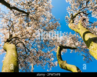 Wacholderbeere oder verschneiter mespilusbaum, Amelanchier lamarkii, Baumstämme mit Blüten im Frühjahr gegen klaren blauen Himmel, Niederlande Stockfoto