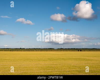 Unkrautvernichter, Glyphosat, ein chemisches Herbizid, wurde auf das Feld gesprüht, um Unkräuter in Flevopolder, Niederlande, zu bekämpfen Stockfoto