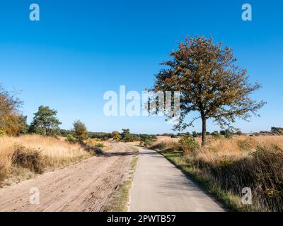 Fahrradweg und Sandweg im Naturschutzgebiet Veluwe in der Nähe von Kootwijk, Gelderland, Niederlande Stockfoto