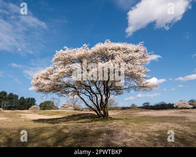 Juneberry- oder verschneiter mespilusbaum, Amelanchier lamarkii, blüht im Frühling im Naturschutzgebiet Zuiderheide, Het Gooi, Nordholland, Niederlande Stockfoto