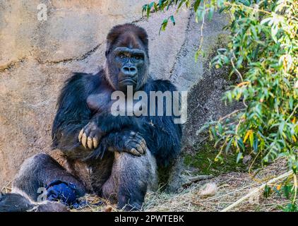 Im Woodland Park Zoo in Seattle, Washington, sitzt ein Gorilla an einer Mauer. Stockfoto