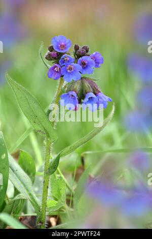 Schwarzblättrige Lungenkraut - Pulmonaria longifolia Stockfoto