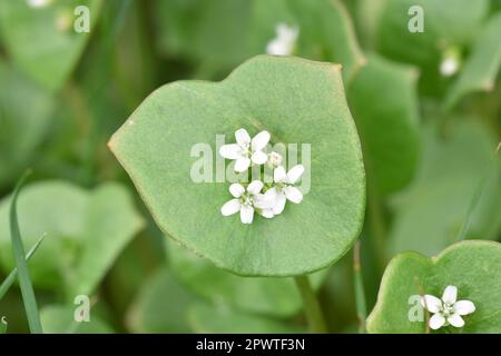 Springbeauty - Claytonia perfoliata Stockfoto