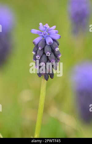 Trauben-Hyazinth - Muscari neglectum Stockfoto