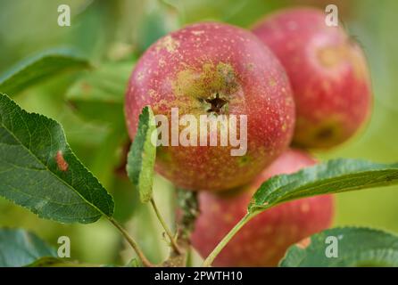 Gesunde Äpfel. Ein Apfel pro Tag hält den Arzt bereit Rot, reif und bereit. Stockfoto