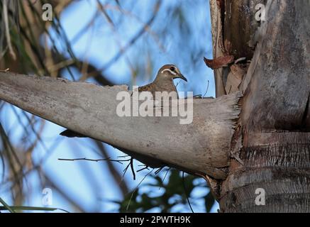 Gemeiner Bronzewing (Phaps chalcoptera), Erwachsener, der auf einem Nest in Palmen südöstlich von Queensland, Australien sitzt. März Stockfoto