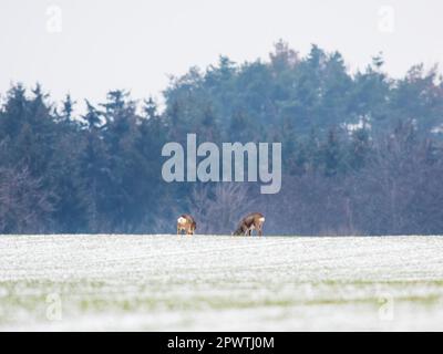 Reh-Herde im Winter auf einem Feld Stockfoto