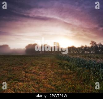 Morgenpausen über einer dänischen Wiese. Die Sonne geht über einer nebligen dänischen Wiese auf. Stockfoto