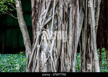 Verflechtung von Luftspitzen eines grossen banyanbaums (Ficus benjamina). Keine Hauspflanze, großer banyan-Baum, Park, Bangkok, Thailand. Stockfoto