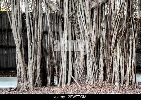 Die Wand der Luftspritzeln eines grossen banyanbaums (Ficus benjamina). Keine Hausfabrik, Park, Bangkok, Thailand. Stockfoto