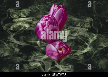 Nahaufnahme von drei leuchtend roten Tulpenköpfen vor einem rauchigen, hellgrünen Nebel auf schwarzem Hintergrund Stockfoto