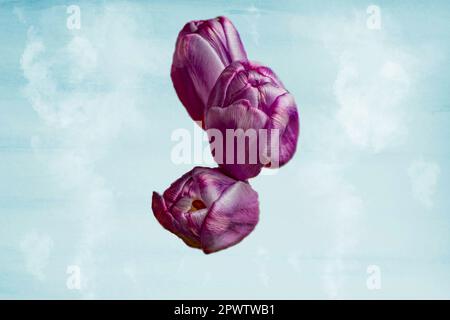Drei leuchtende lila Tulpenköpfe in Nahaufnahme schweben vor einem Hintergrund mit rauchblauer Struktur Stockfoto