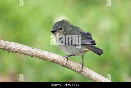 Nahaufnahme einer weiblichen Slaty Flower piercer, die auf einem Ast in den Talamanca-Bergen in Panama sitzt Stockfoto