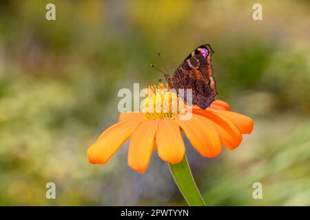 Europäischer Pfau oder Pfau-Schmetterling - Aglais-io - ruht auf roter Dahlia - Dahlia coccinea Stockfoto