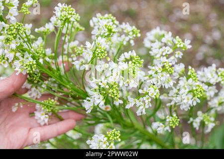 Grüne Meerrettichpflanze mit duftenden weißen Blüten im Frühling. Meerrettich-Blüte. Stockfoto