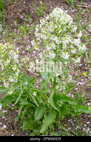Grüne Meerrettichpflanze mit duftenden weißen Blüten im Frühling. Meerrettich-Blüte. Stockfoto
