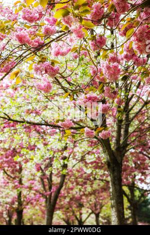 Hübsche rosafarbene und weiße Kirschblüten auf Baumzweigen während der Frühlingssaison im Herbert Park. Selektiver Fokus auf Topblumen. Dublin, Irland Stockfoto