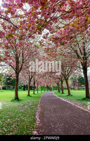 Kirschblüten blühen während der Frühlingssaison in Herbert Park, Dublin, Irland. Rosa Blütenblätter, überdachter Weg führt zur Bank. Keine Menschen. Stockfoto