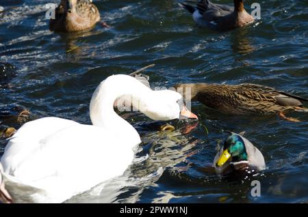 Stummer Schwan Cygnus olor, Stockenten Anas platyrhynchos und eurasische Karpfen Cyprinus carpio essen Futter. Yamanako-See. Yamanakako. Honshu. Japan. Stockfoto