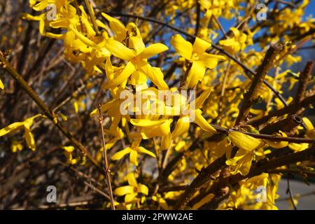 Forsythia ist eine Gattung von Sträuchern und kleinen Bäumen der Familie Oliven. Zahlreiche gelbe Blüten auf Ästen und Triebe. Klasse Dikotyledonischer Orden Lamiace Stockfoto