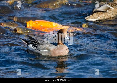 Männlicher Eurasischer Witwe Mareca penelope und Eurasische Karpfen im Hintergrund. Yamanako-See. Yamanakako. Präfektur Yamanashi. Honshu. Japan. Stockfoto