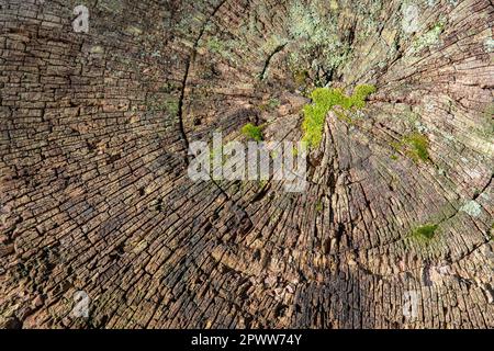 Textur eines geschnittenen Baumstamms Stockfoto