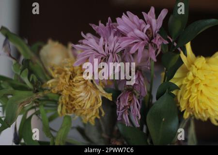 Nahaufnahme eines welkenden Frühlingsbouquet – Details und Bild sind durchgehend lila, gelb und grün. Ideal für Bildung oder dramatische Effekte Stockfoto
