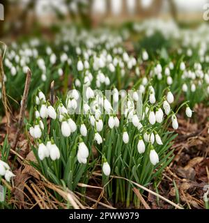 Galanthus woronowii wächst in ihrem natürlichen Lebensraum in einem dichten Wald. Grüner Schneefall im Wald. Weltzeitalter Schneefall. Pflanzenarten gedeihen in Dei Stockfoto