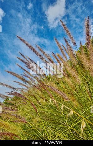 Purpurpurfarbenes Brunnengras oder Cenchrus setaceus, der auf einem Feld im Freien vor einem wolkigen blauen Himmel wächst. Nahaufnahme von Büffelgras aus der poaceae spec Stockfoto