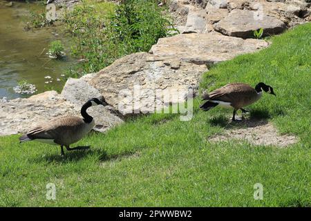 Zwei ausgewachsene Kanadiergänse (Branta canadensis). Hauptsächlich im und in der Nähe des Teichs, Schwimmen, Füttern und Grasen im und um das Wasser. Zwei Turteltäubchen! Stockfoto