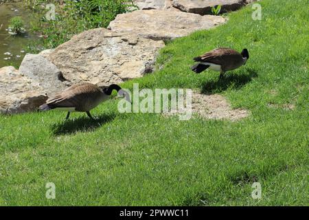 Zwei ausgewachsene Kanadiergänse (Branta canadensis). Hauptsächlich im und in der Nähe des Teichs, Schwimmen, Füttern und Grasen im und um das Wasser. Zwei Turteltäubchen! Stockfoto