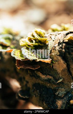 Grüne Truthahnschwanzpilze in freier Wildbahn. Es heißt auch Trametes Versicolor. Stockfoto